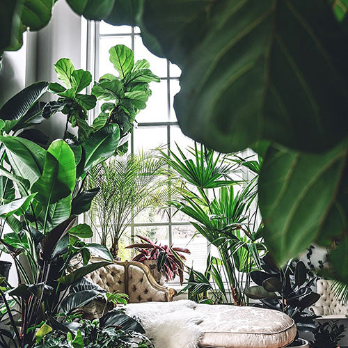 
VB Hacks-Air Purifying Plants