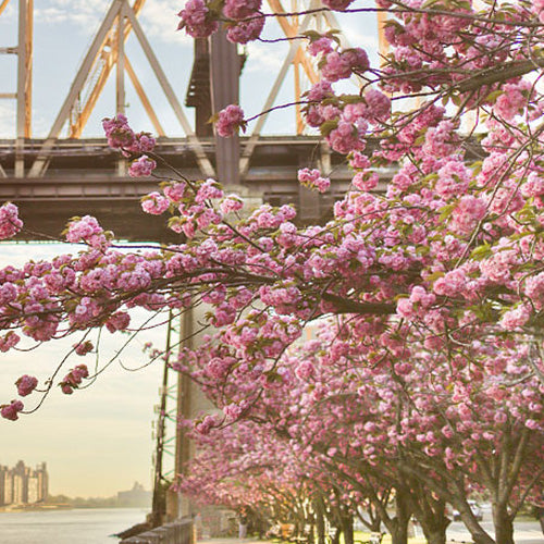 
We Heart This-Cherry Blossom Season