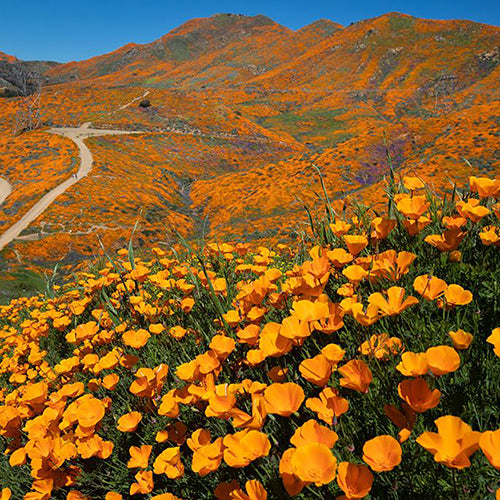 
Travel Guide-Road Trip: California&#8217;s Flower Fields