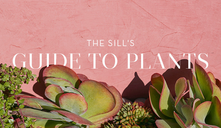 
The Sill&#8217;s Guide to Plants